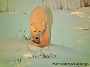 Where to go to see polar bears in Canada. About polar bear range and the best time and place to travel to Canada to join polar bear watching tours