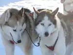 Dog sled trips are the most thrilling and authentic way to enjoy Canada’s winter wonderland!