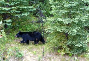 Black bear looking for berries