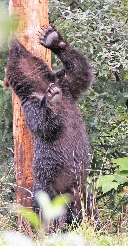 bear rubbing