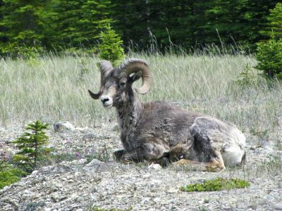 Bighorn Sheep