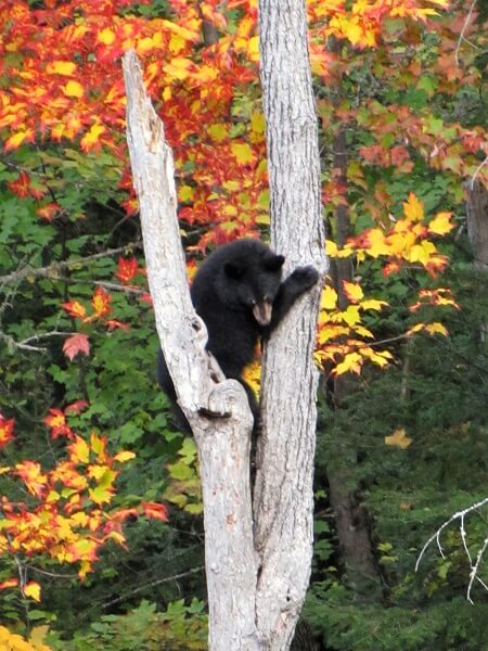 black bear cub