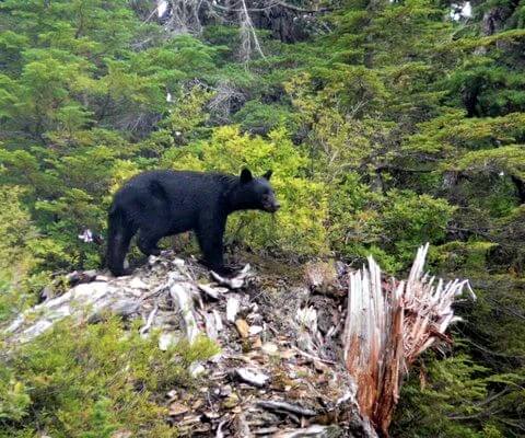 black bear in BC