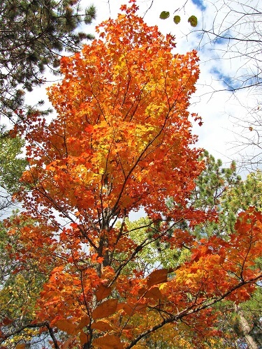 indian summer in canada