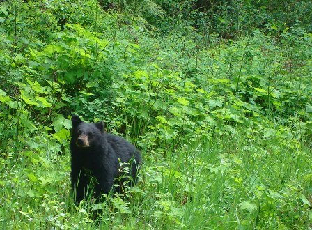 an American black bear in Canada