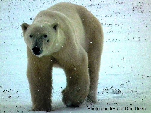 a polar bear around Churchill, Manitoba