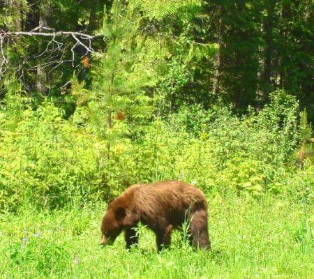 cinnamon black bear