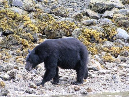 https://www.tourguidecanada.com/images/coastal-black-bear.jpg