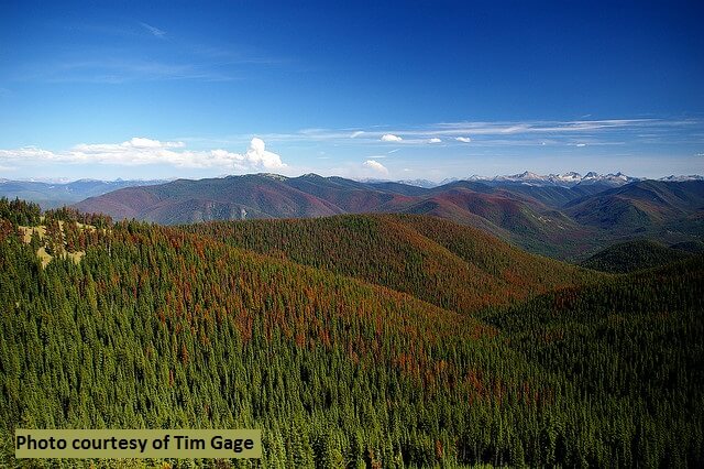 About the Mountain Pine Beetle epidemic in Western Canada. Human impact and how you can help reducing the spreading this parasite.