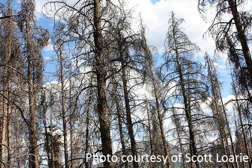 pine beetle trees