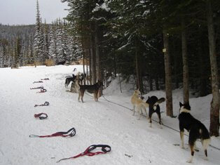 dog sledding gear