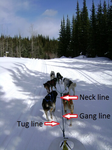 dog sledding lines