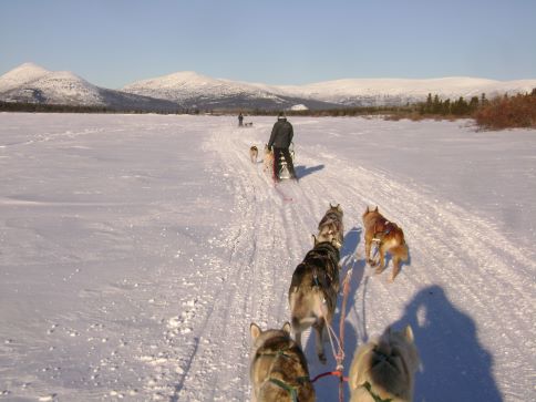 a dog sledding tour early February