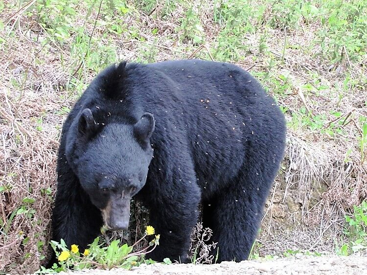 foraging black bear