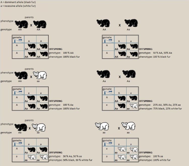 Kermode bear genetics