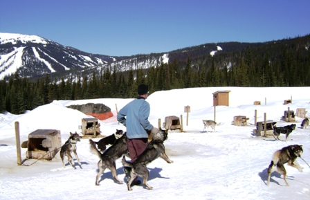 dog sledding is a hands-on experience