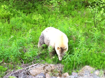 spirit bear