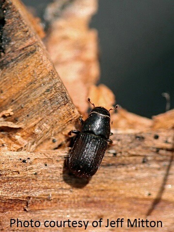 mountain pine beetle