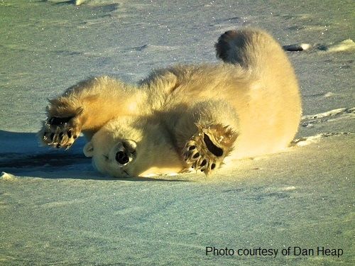 polar bears in Canada are the least abundant bear species