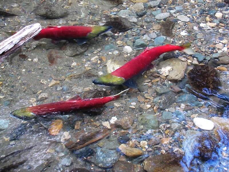 sockeye salmon run