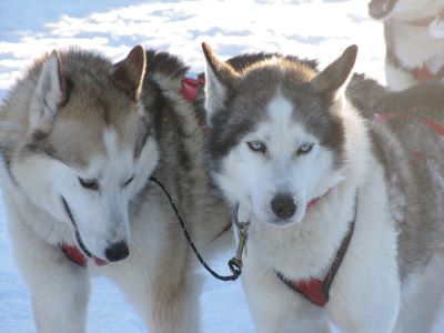Dog sled trips are the most thrilling and authentic way to enjoy Canada’s winter wonderland!
