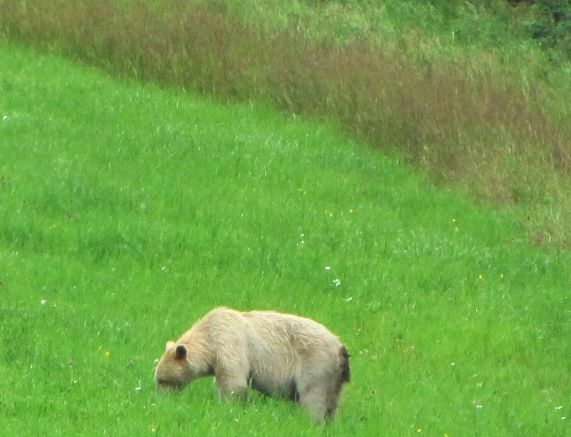 kermode bear