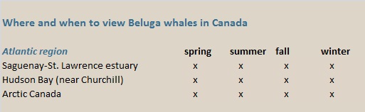 beluga whales canada