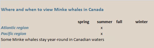 minke whales canada