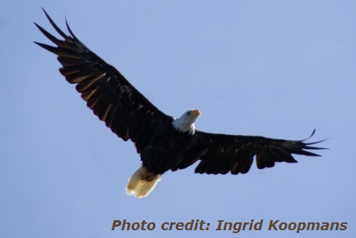 Bald Eagle