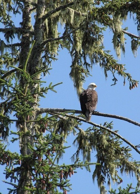 bald eagle