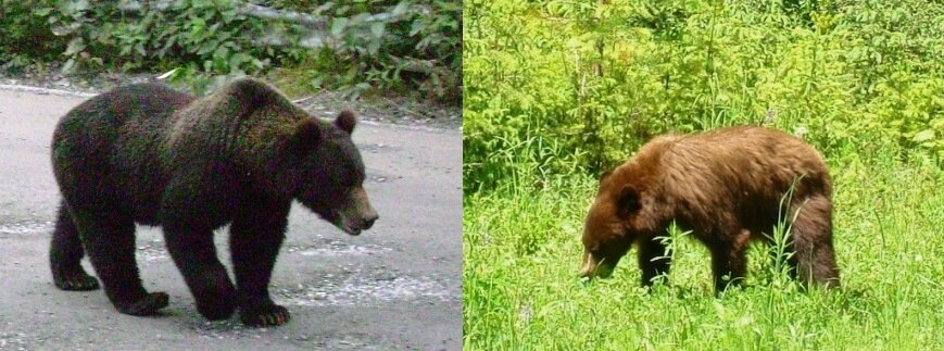 difference grizzly and black bear