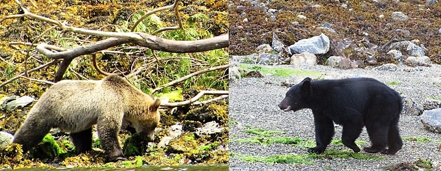 grizzly vs black bear