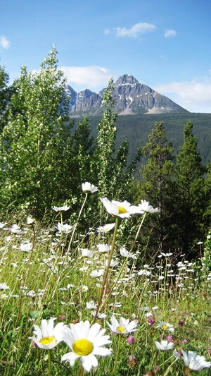 alpine flowers