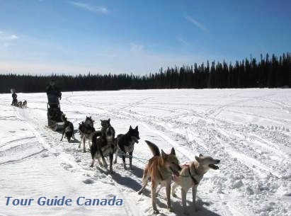 a guided dog sled trip