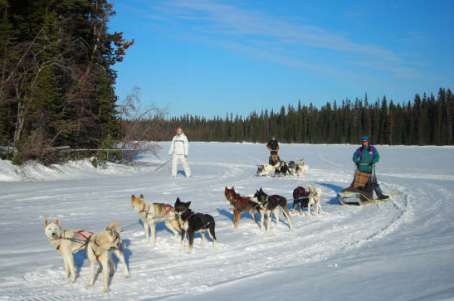 dog sledding guide