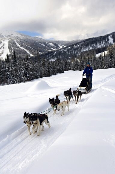 dog sledding at SunPeaks Resort