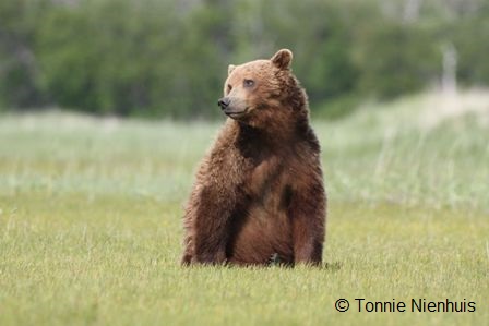 bear watching