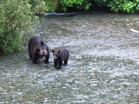 grizzly looking for salmon