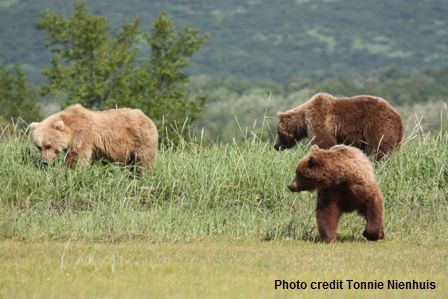 grizzly bear habitat