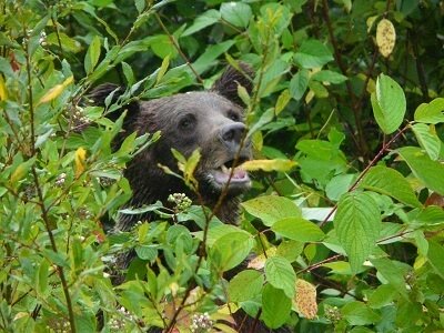 When and where to see Grizzlies in Canada. About their range, diet, and prime habitat. Safe bear watching as a highlight on your vacation in Canada.