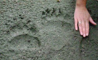 grizzly bear print