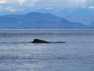 humpback whale