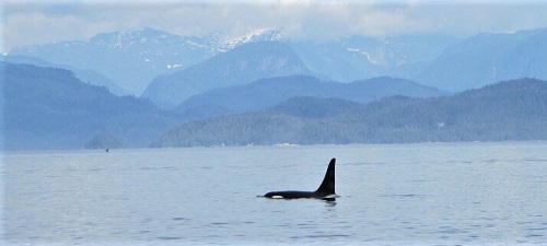 orca in British Columbia