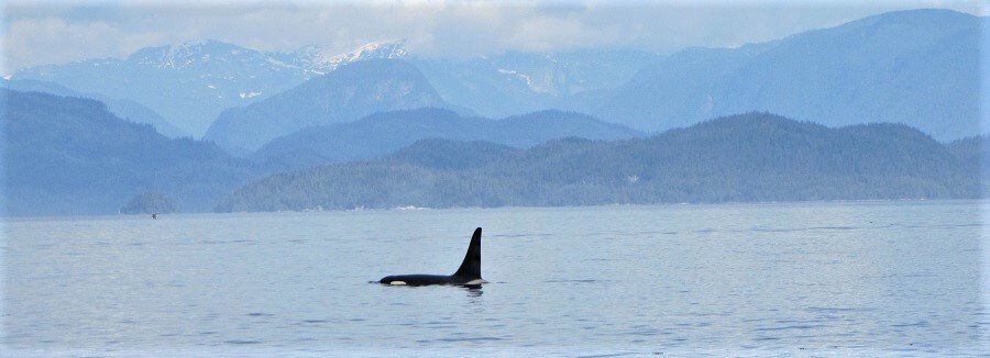 orcas Johnstone Strait
