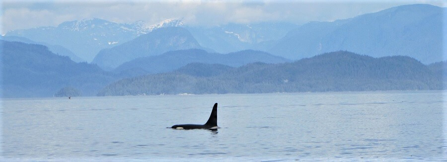 orcas Johnstone Strait