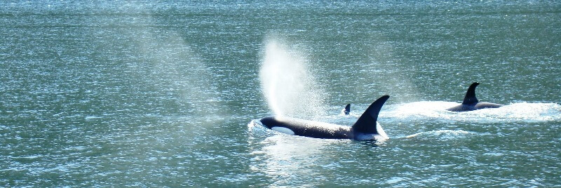 orcas Johnstone Strait