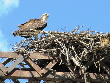 osprey nest