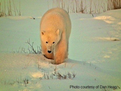 a polar bear captured on camera while on a polar bear watching tour
