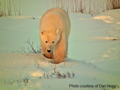 Where to go to see polar bears in Canada. About polar bear range and the best time and place to travel to Canada to join polar bear watching tours