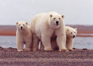 A polar bear sow with her two cubs